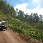 Jeep tour Safari on the Vineyards